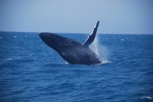observação das baleias em Porto Seguro